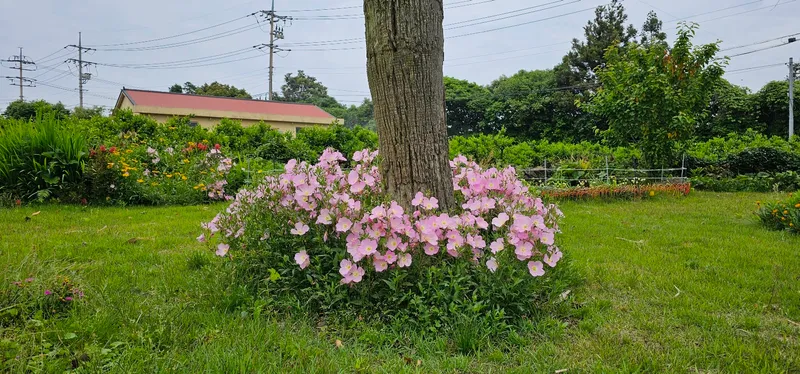 [Seongsan, Seogwipo] Two-room detached house with a large yard full of palm trees #BBQ 42