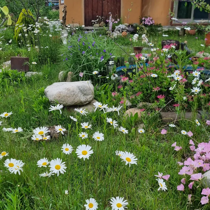 [Goseong] Hwangtojip Bongpo Beach nearby country house pet-friendly house 50 pyeong/yard# 23