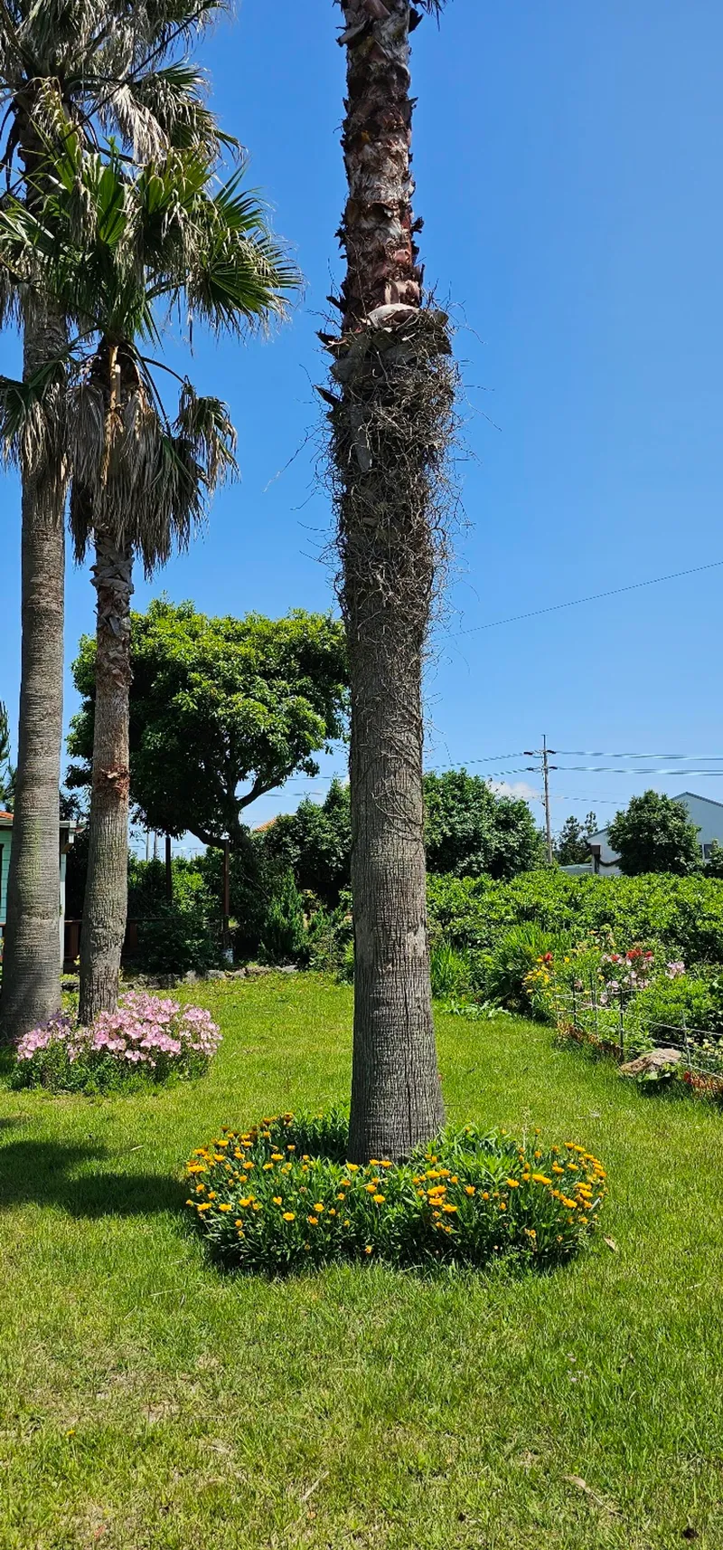 [Seongsan, Seogwipo] Two-room detached house with a large yard full of palm trees #BBQ 90