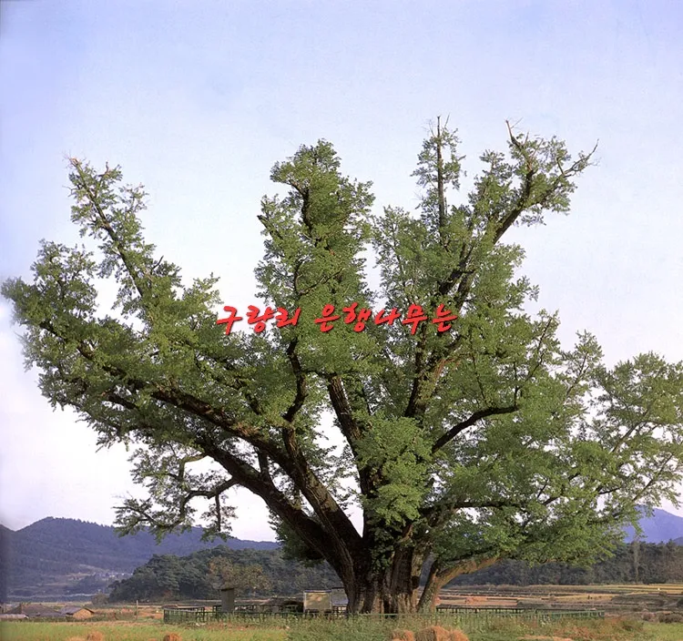[Ulju, Ulsan] A quiet accommodation good for living in the countryside 20