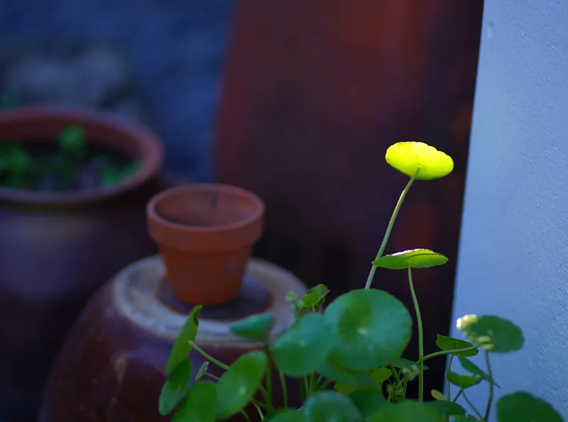 [Hahyo-dong, Seogwipo] Today's romantic Jeju seaside village small house 57