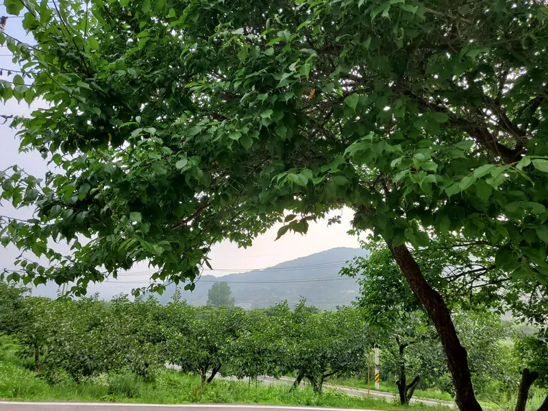 [Gwangyang][Hadong & Gurye Trip] Plum Blossom Village/Relaxing Hadong♡Country House on the Hill #Seomjin River View 39
