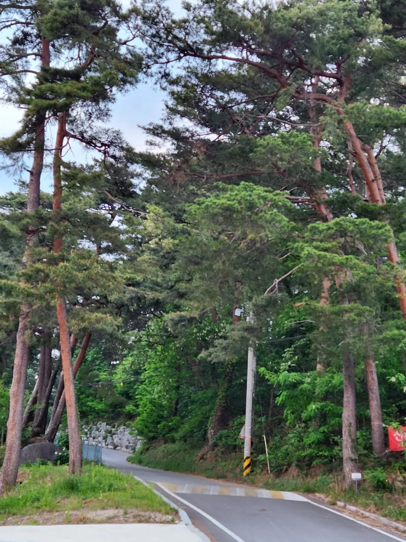 [Gangneung] A quiet pine forest road near the city Accommodation 102 #Rural experience #Forest 7