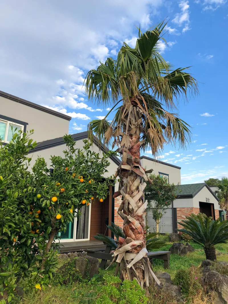 [제주 구좌] 비자림 숲세권 리모델링한 마당이있는 복층형 독채 25평 22