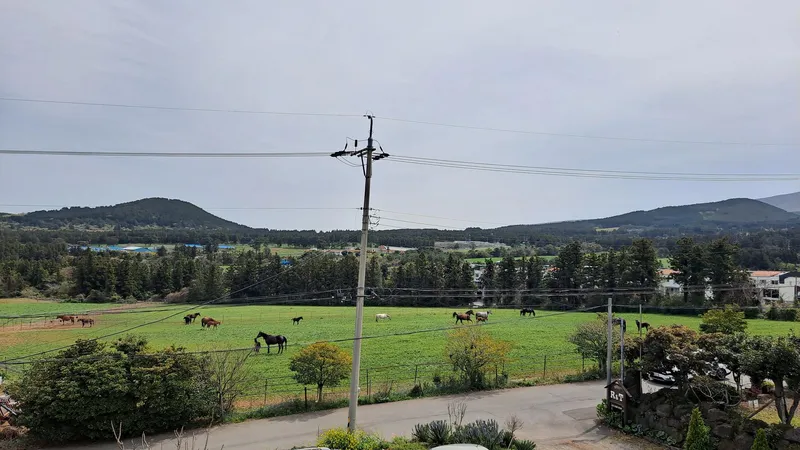 [Haean-dong, Jeju] Kids Pension, Family Pension, Blue Grassland Horse Ranch right in front of Jeju Airport (16 pyeong single-family duplex) 32
