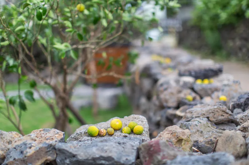 [Aewol, Jeju] Gu-eom-ri Dol-yeom-jeon Aewol Coastal Road, Jeju Dol-dam Old House, Independent Pine Tree House 8