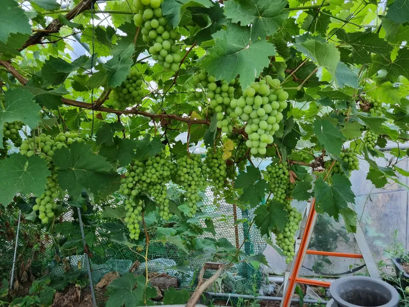 [제주 한림] 가족 연인을 위한 가족 독채펜션 30
