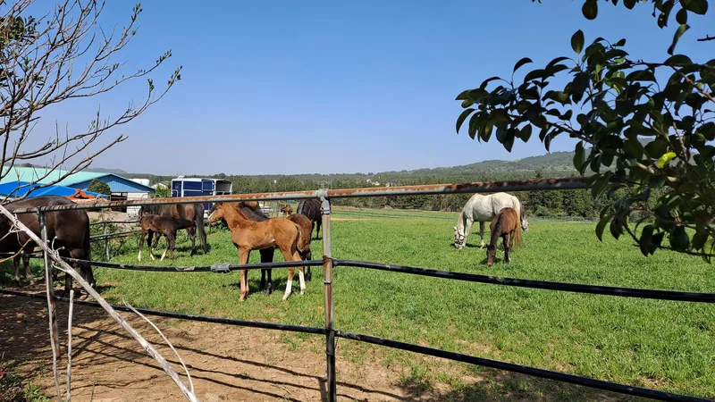 [Haean-dong, Jeju] Kids Pension, Family Pension, Blue Grassland Horse Ranch right in front of Jeju Airport (16 pyeong single-family duplex) 33