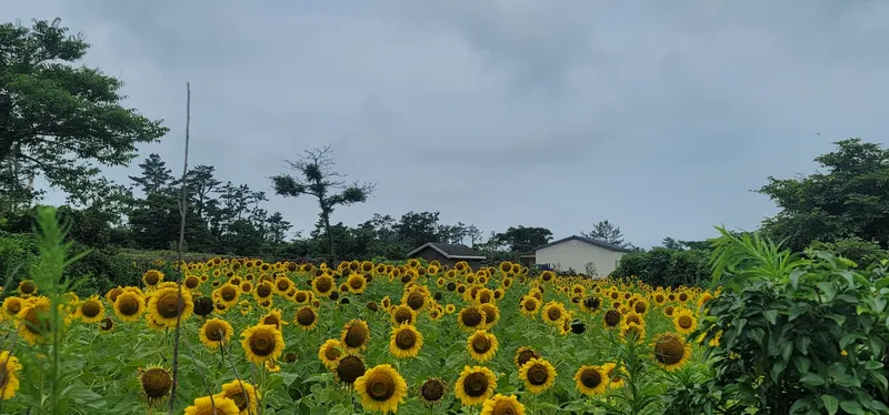 [제주 한경] 쓰리룸 전원주턕 13