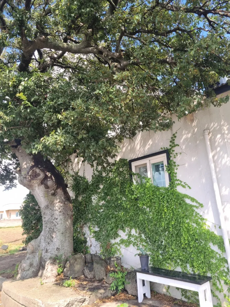 [Hallim, Jeju][Jeju Hanlim & Hyeopjae] A small stone wall emotional accommodation in the west of Jeju #One-room detached house 11
