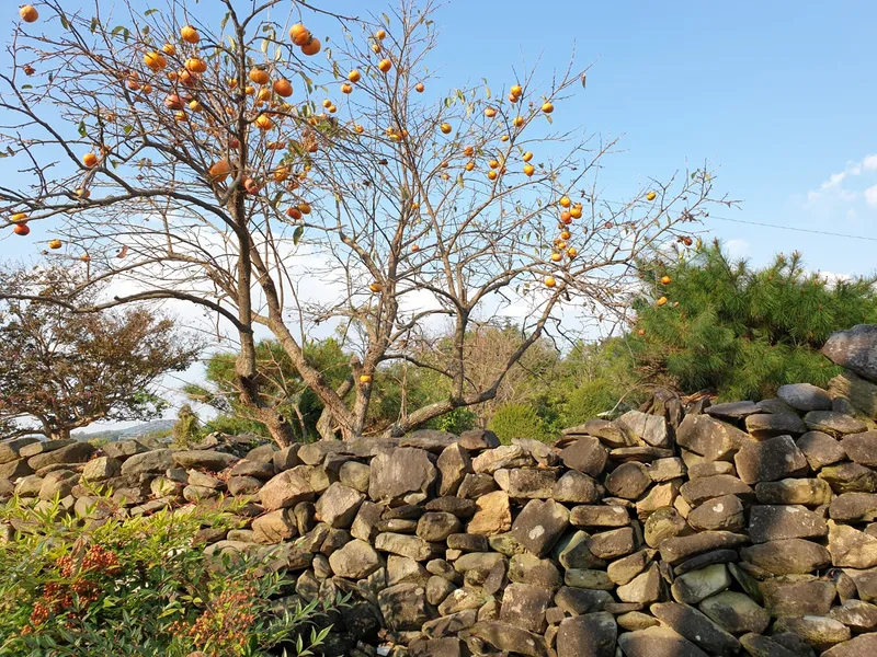 [충남 논산] 시골살이/돌담/한옥/독채/반려동물 45