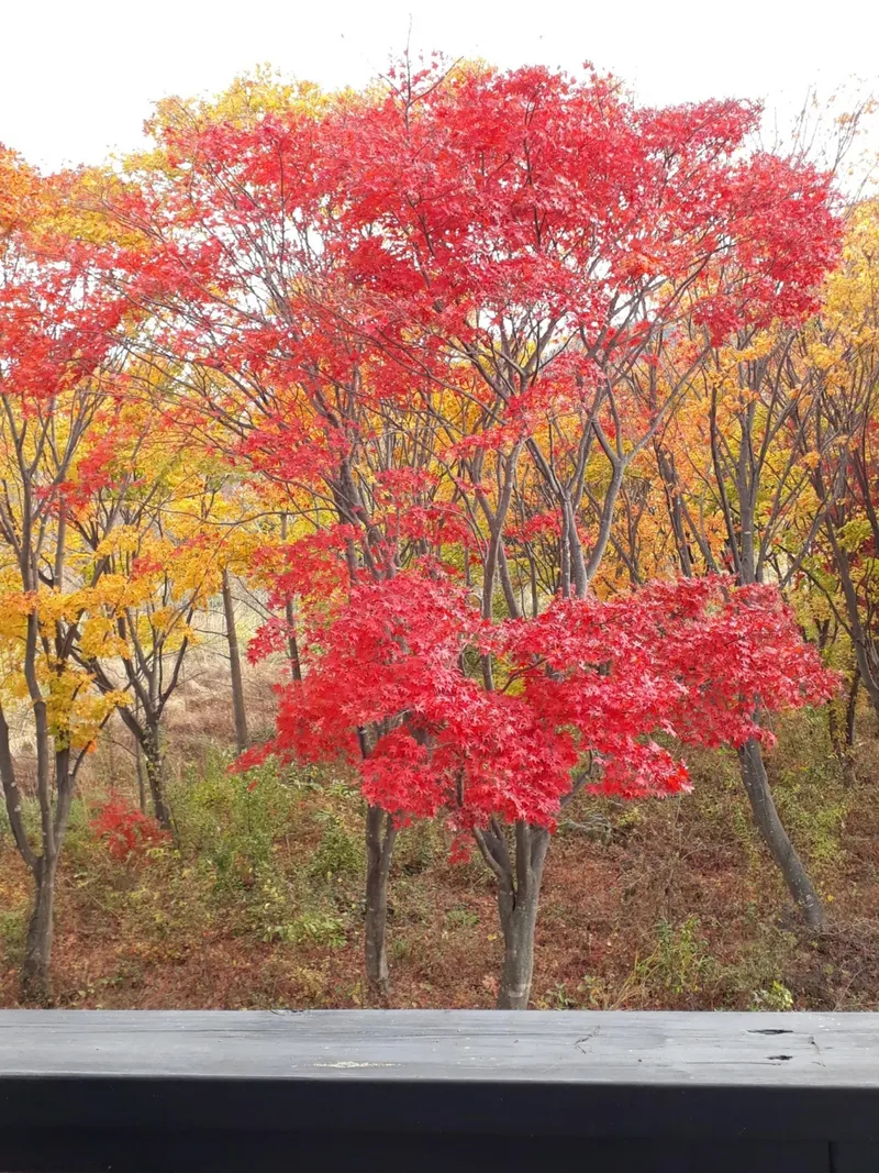 [전북 남원] 지리산 자락 하늘이 맞닿고 별이 쏟아지는 30평 독채 7
