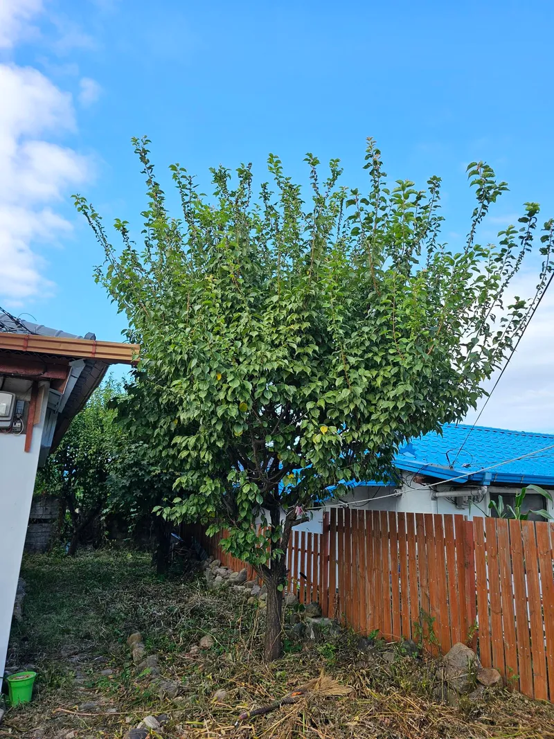 [Pohang] A quiet country house with an old persimmon tree in the yard and a large parking lot 8
