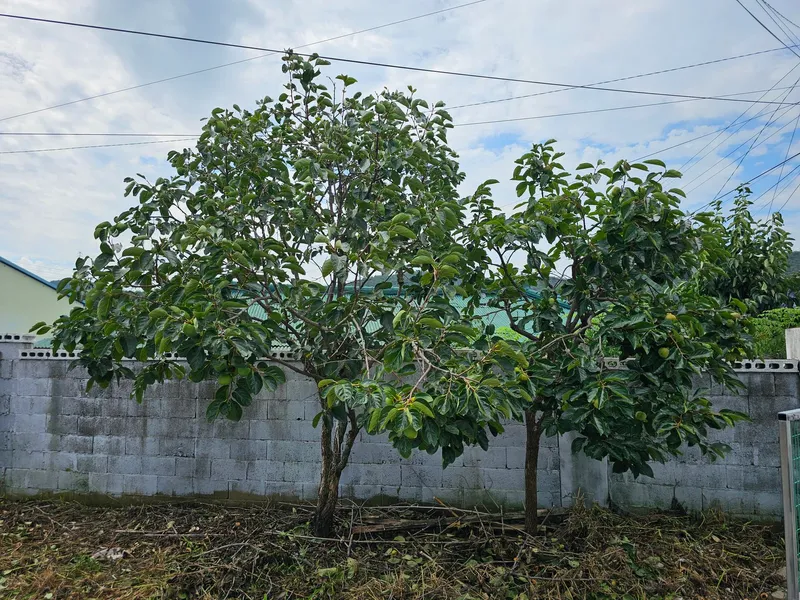 [Pohang] A quiet country house with an old persimmon tree in the yard and a large parking lot 13