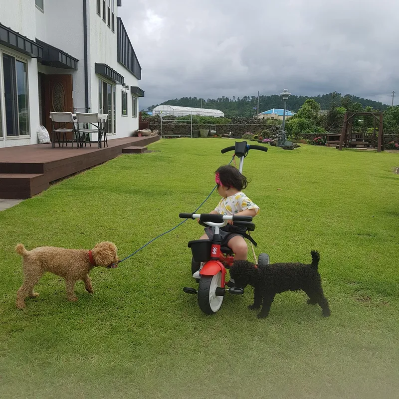[Hangyeong, Jeju] Accommodation near Panpo Port #Separate one-room detached building #Accommodation that allows small dogs 27