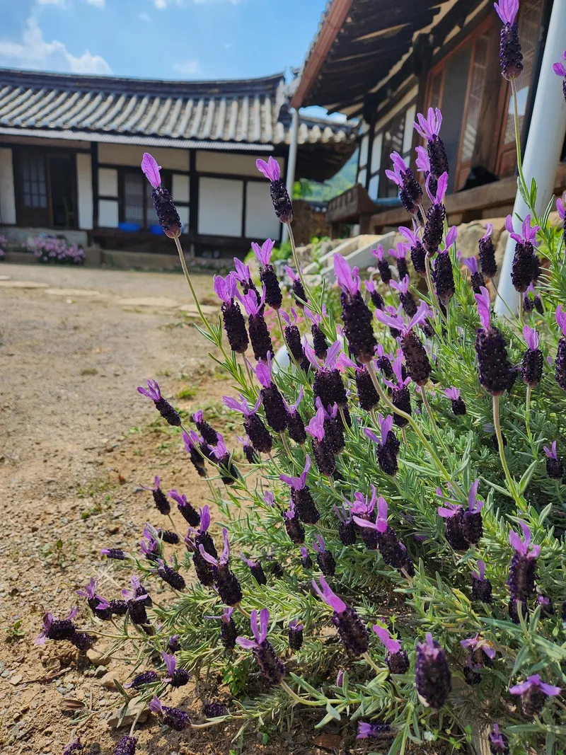 [경남 밀양] 400평 마당#문화재#한옥 #투룸#문화재#시골살이#민박우수숙소 103