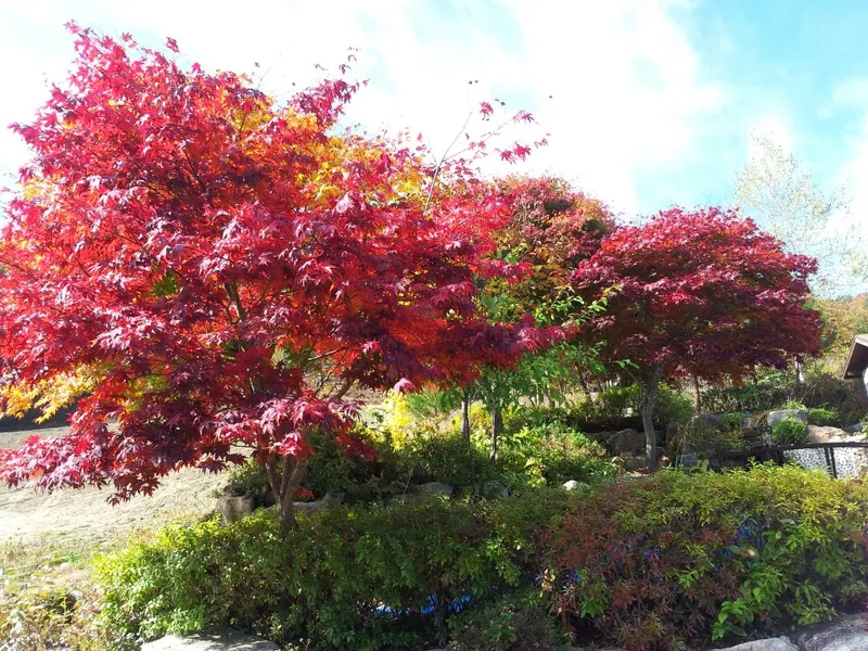 [Pyeongchang] White Room Forest View" Independent Duplex 14