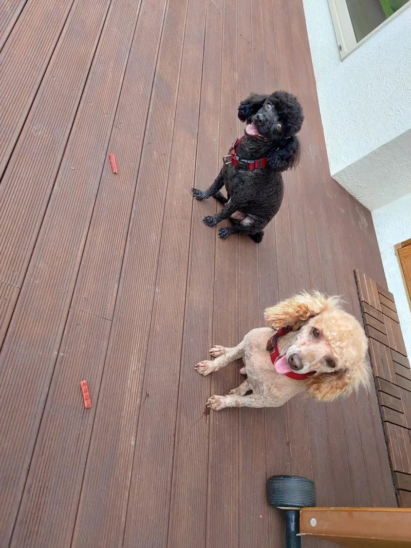 [Hangyeong, Jeju] Accommodation near Panpo Port #Separate one-room detached building #Accommodation that allows small dogs 29
