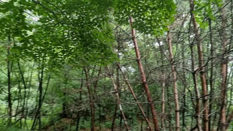 [Seongbuk, Seoul] House in the forest in the city center 29