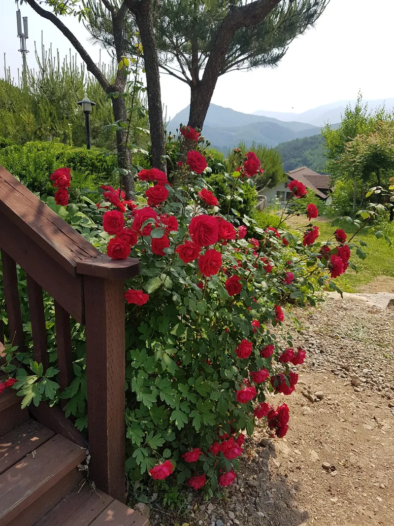 [Pyeongchang] Cabin A "Scent of the Forest" Duplex Private House, Pristine Area. Queen Bed Room, Downstairs Room 13