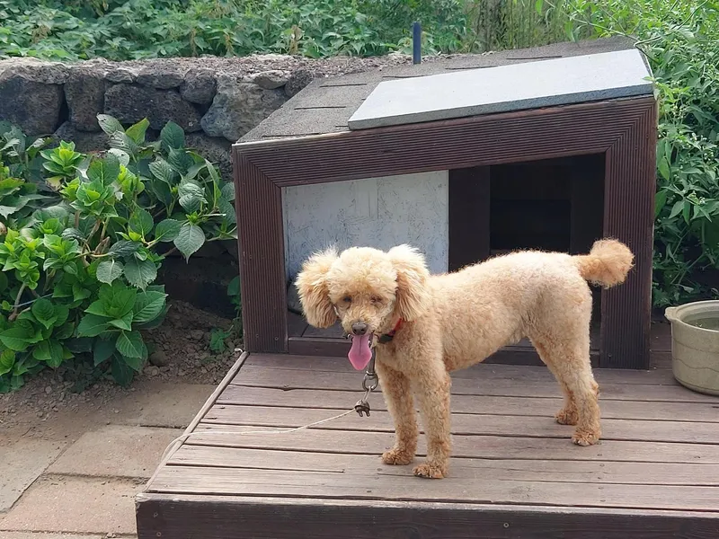 [Hangyeong, Jeju] Accommodation near Panpo Port #Separate one-room detached building #Accommodation that allows small dogs 30