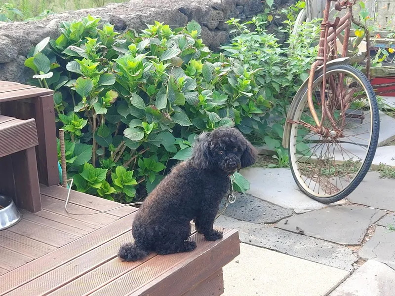 [Hangyeong, Jeju] Accommodation near Panpo Port #Separate one-room detached building #Accommodation that allows small dogs 32