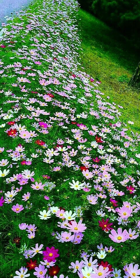 [Pyeongchang] Cabin A "Scent of the Forest" Duplex Private House, Pristine Area. Queen Bed Room, Downstairs Room 22