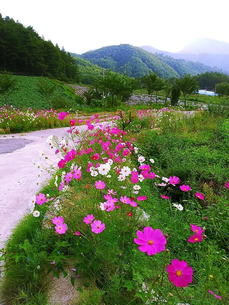 [Pyeongchang] White Room Forest View" Independent Duplex 2