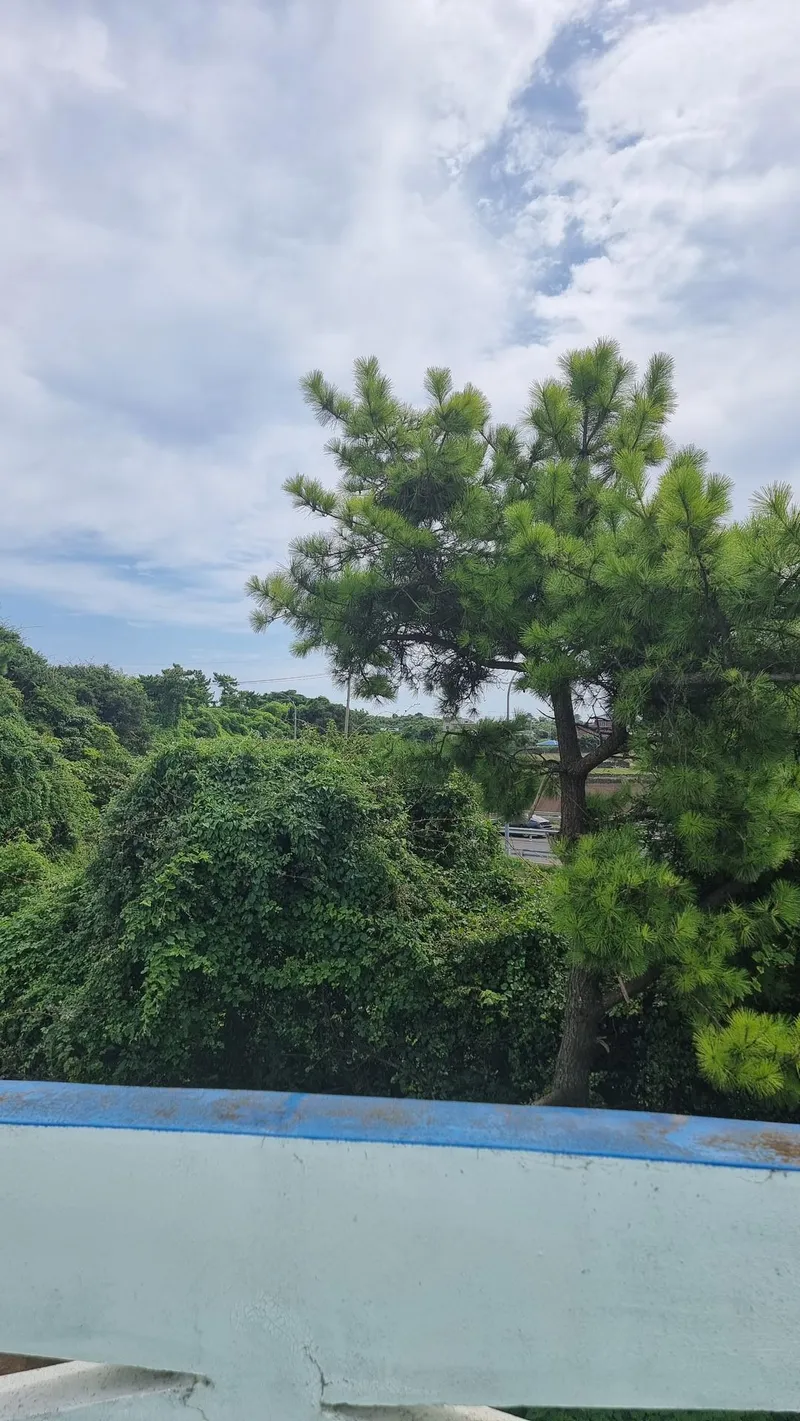 [제주 구좌] 세화해수욕장 인근 한적한 마을 숙소 22