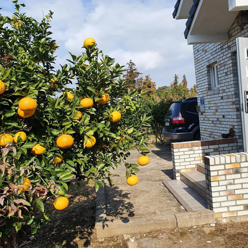 [Pyoseon, Seogwipo] Jeju Seogwipo Outdoor Pet-Friendly Farmhouse with Tangerine Orchard and Stone Wall on the 1st Floor 4