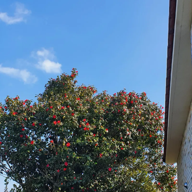 [Pyoseon, Seogwipo] Jeju Seogwipo Outdoor Pet-Friendly Farmhouse with Tangerine Orchard and Stone Wall on the 1st Floor 10