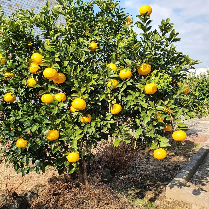 [Pyoseon, Seogwipo] Jeju Seogwipo Outdoor Pet-Friendly Farmhouse with Tangerine Orchard and Stone Wall on the 1st Floor 5