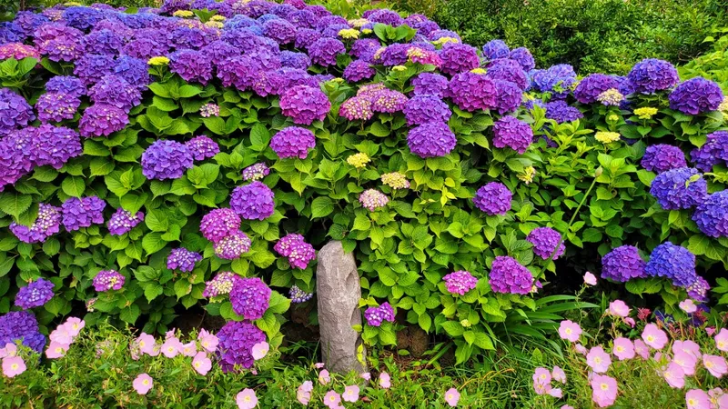 [Namwon, Seogwipo] 13 pyeong Flower Healing Pension, 5 minutes walk from the sea in the tangerine orchard in Namwon-eup 14