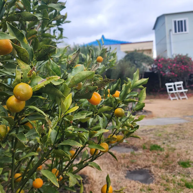 [Hangyeong, Jeju] Jeju Ozen, a sentimental private home on the west coast 51