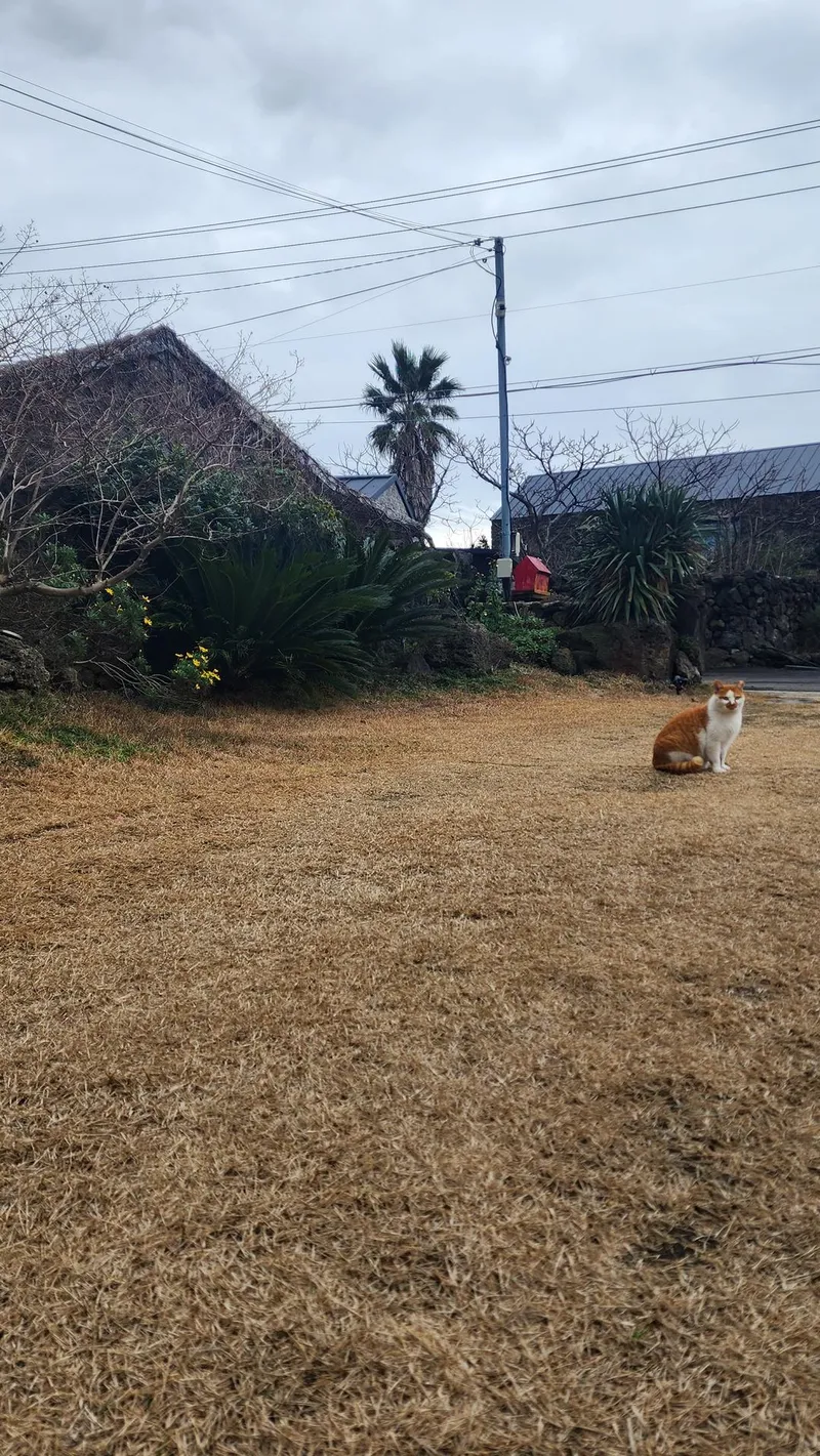 [Hangyeong, Jeju] Jeju Ozen, a sentimental private home on the west coast 52