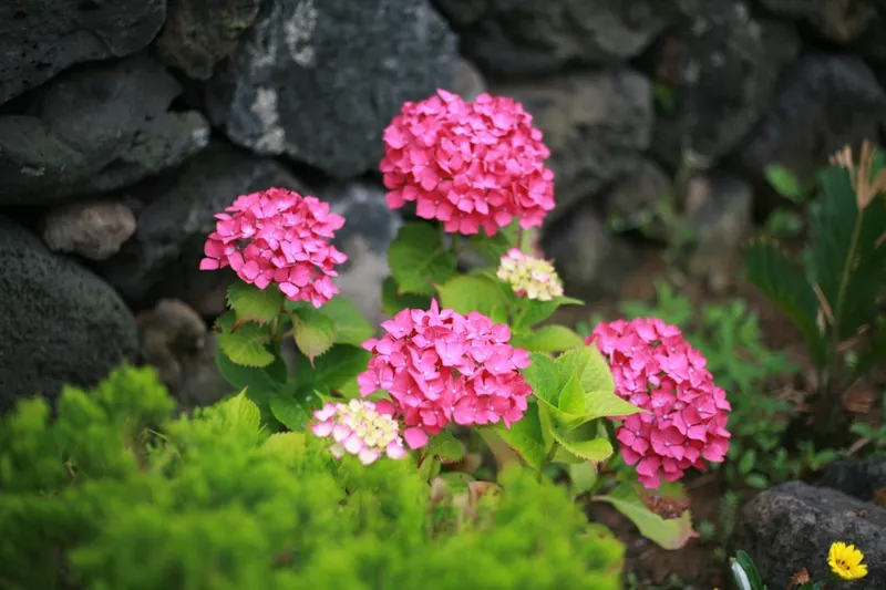 [Hangyeong, Jeju] Right in front of Panpo Port, a quiet and pretty traditional house, Doldamjip (Wonangchae) 60