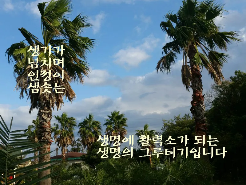 [Pyoseon, Seogwipo] 102nd house in a country house full of humanity in a palm tree forest by the sea 15