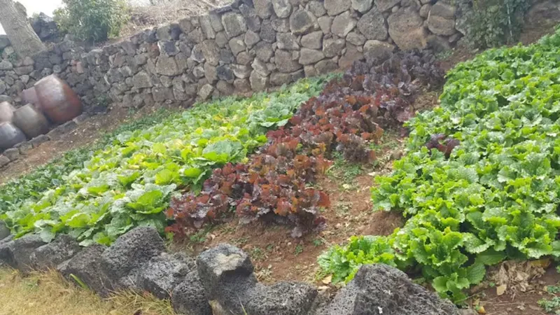 [Hallim, Jeju] Stone Wall House S with a lawn yard and stone wall 22