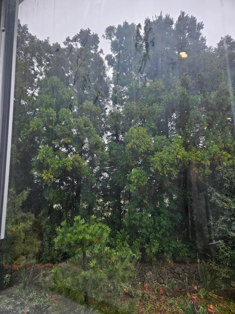 [Topyeong-dong, Seogwipo] P2 Taktwin Full-length glass healing twin bed half-forest forest forest forest view 4
