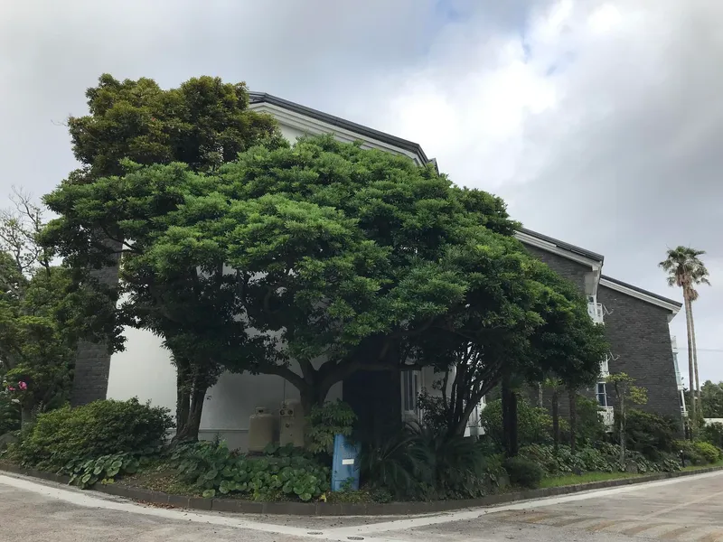 [Daepo-dong, Seogwipo] Two-room villa with a beautiful garden with lots of palm trees 38