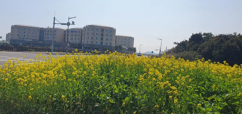 [Seongsan, Seogwipo] Sunrise Peak Penthouse Ocean View Two-Room Duplex Residence 67
