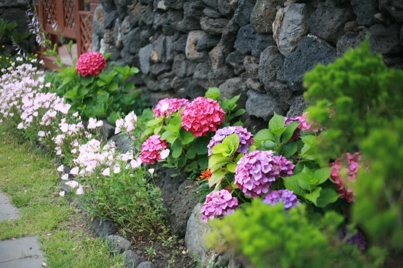 [Hangyeong, Jeju] Right in front of Panpo Port, a quiet and pretty traditional house, Doldamjip (Wonangchae) 61