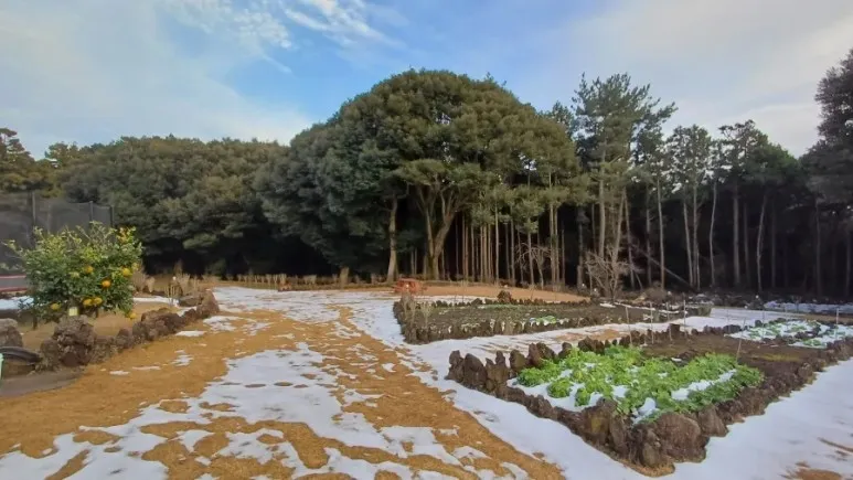 [Gujwa, Jeju] Jeju Shinsang Pension 102 with a beautiful garden and forest 20