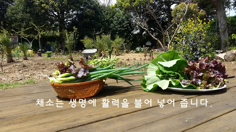 [Pyoseon, Seogwipo] A country house full of humanity in a palm tree forest by the sea, No. 202 15