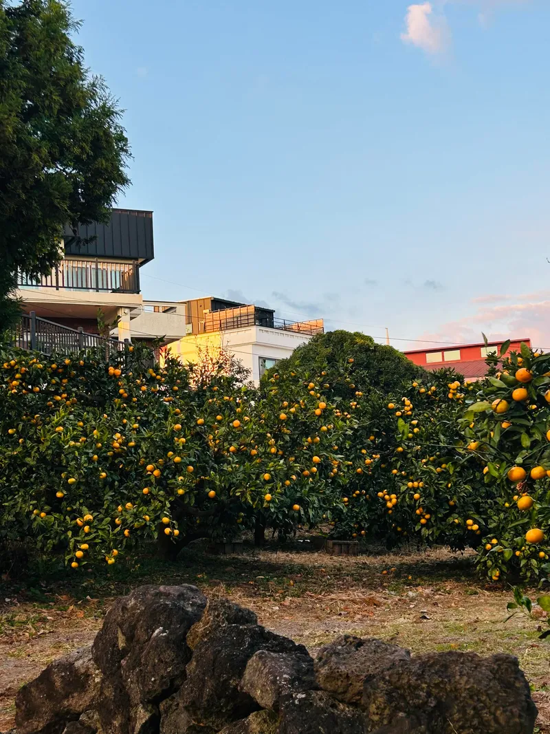 [Hogeun-dong, Seogwipo] Ocean View Jeju Emotional Accommodation #Convenient Transportation #Stone Wall #Premium #Emotional Accommodation 71