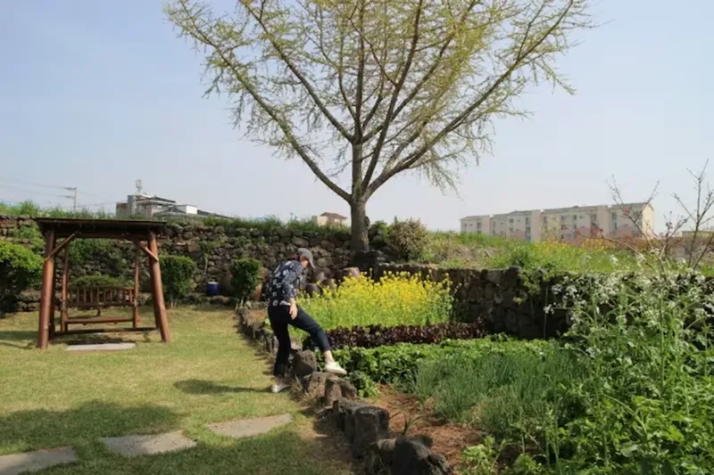 [제주 한림] 잔디 마당과 돌담이 있는 돌담하우스L 33
