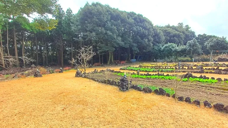 [Gujwa, Jeju] Jeju Shinsang Pension 102 with a beautiful garden and forest 18