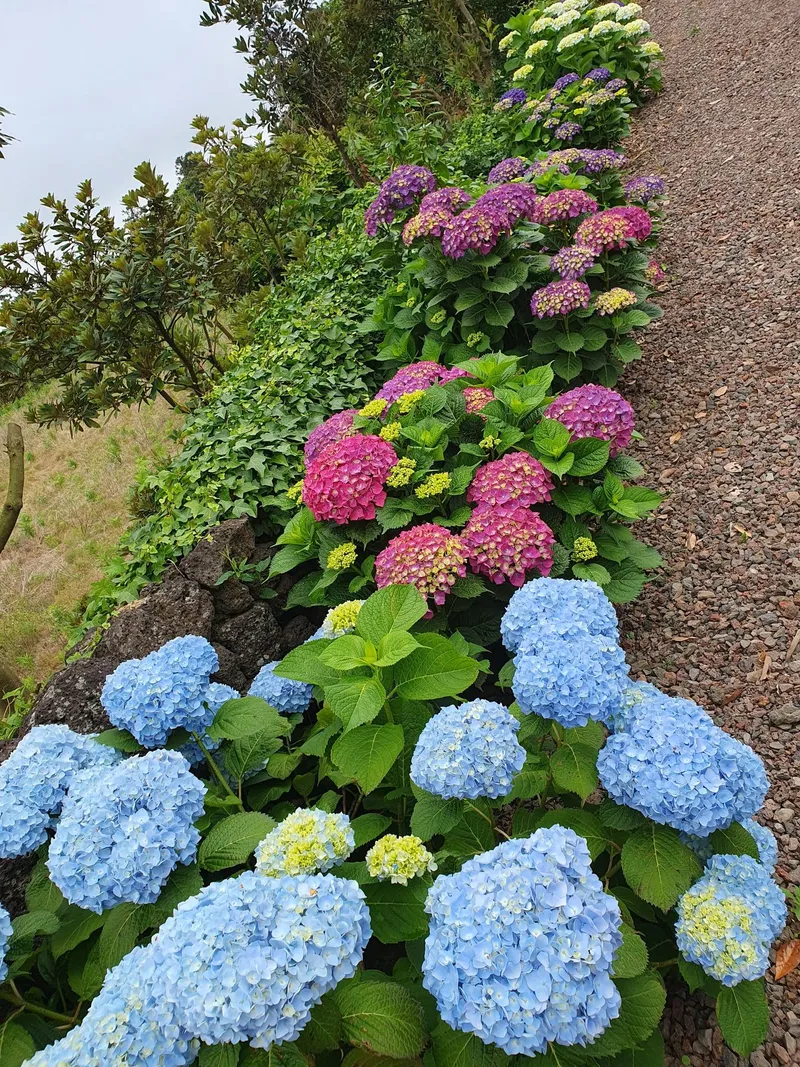 [서귀포 성산] 잔디마당,시골풍경, 돌담, 해돋이, 오션뷰, 1층독채 29
