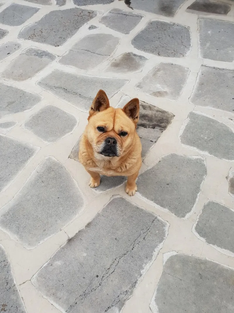 [Goseong] 2 independent pet-friendly pensions in a quiet rural village 11