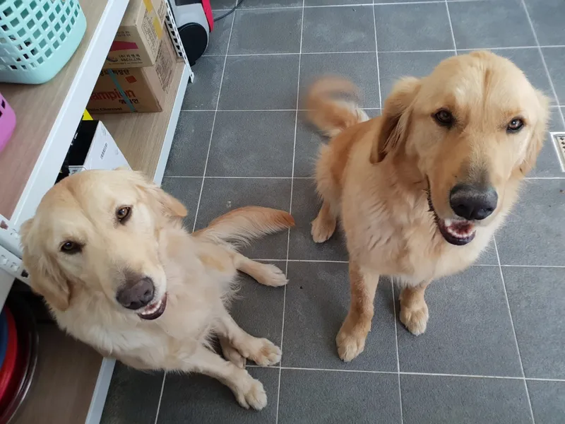 [Goseong] 2 independent pet-friendly pensions in a quiet rural village 10
